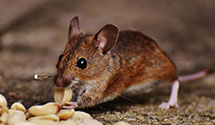 24 Hour & Emergency Exterminators in Stafford, CT